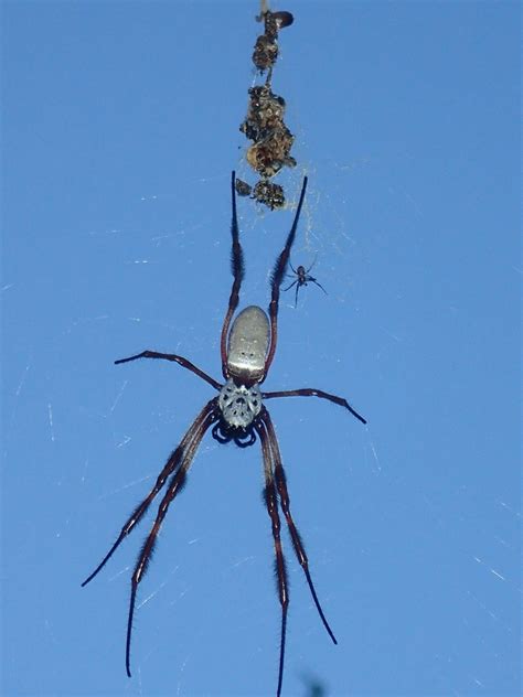 Australian Golden Orbweaver From Hawkwood Qld Australia On