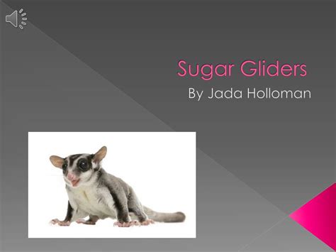 Ppt Sugar Gliders Powerpoint Presentation Free Download Id2879938