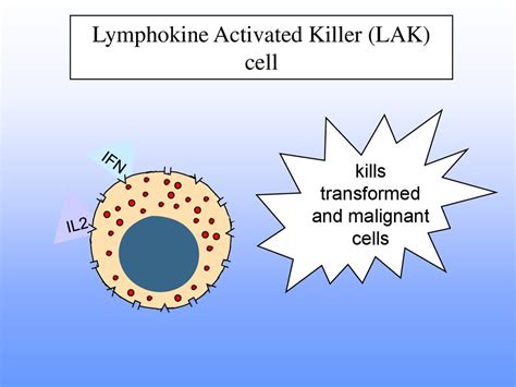 Основы иммунологии - презентация онлайн