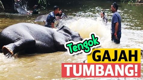 Tengok Gajah Di Pusat Konservasi Gajah Kebangsaan Kuala Gandah Youtube