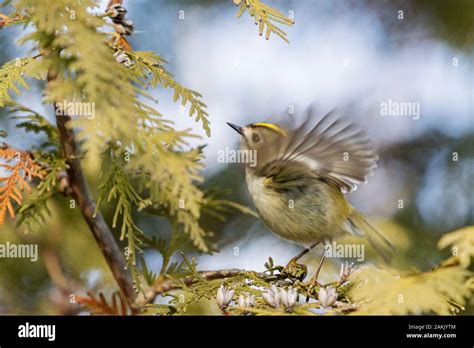 Vogel Flattert Fotos Und Bildmaterial In Hoher Aufl Sung Alamy