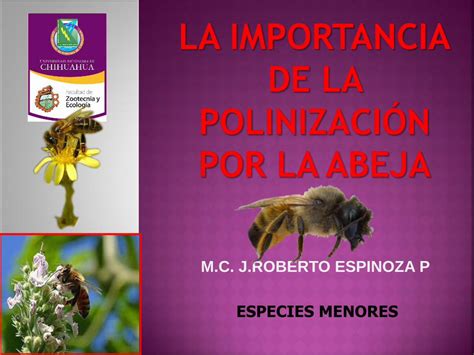 PDF Abejas y la polinización DOKUMEN TIPS