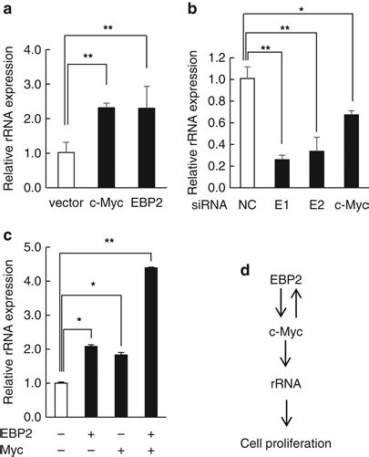 A Positive Feedback Loop Between Ebp2 And C Myc Regulates Rdna Transcription Cell Proliferation