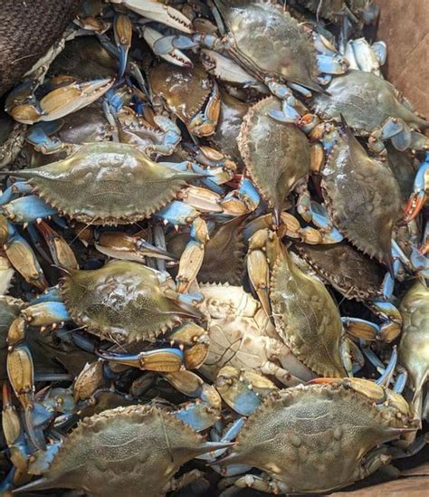 Comprehensive Guide To Cultivating Soft Shell Crabs To Opportunity And