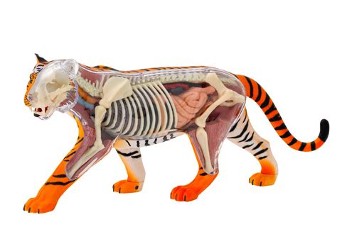 Tiger Anatomy Anatomical Charts And Posters