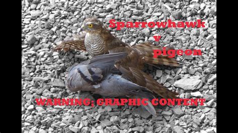 Sparrowhawk Catches Pigeon Youtube