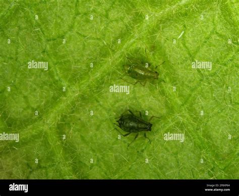 Alimentazione Dei Pidocchi Immagini E Fotografie Stock Ad Alta