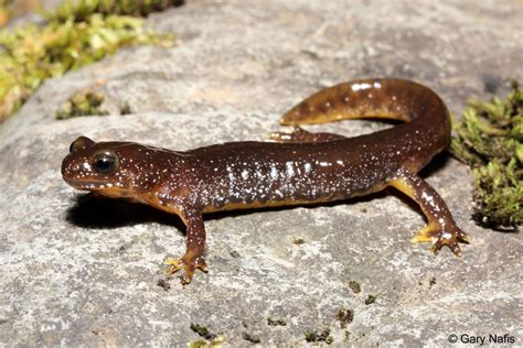 Olympic Torrent Salamander Alchetron The Free Social Encyclopedia