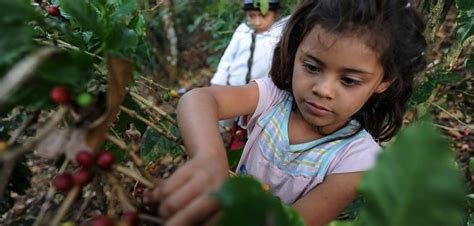 Bolivias New Child Labor Law Part Two Borgen