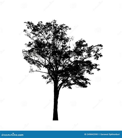 Tree Silhouettes Isolated on White Background . Stock Photo - Image of ...