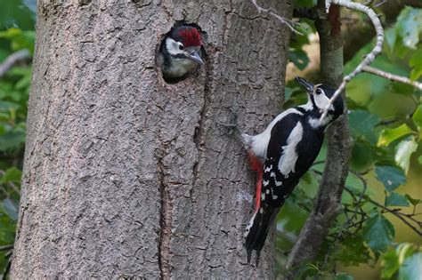 Vroege Vogels Foto Vogels Grote Bonte Specht Voert Jonge Specht