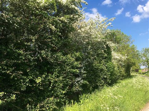 Hedgerows Are 2,000 Times More Valuable For Ecosystems Than We Could ...