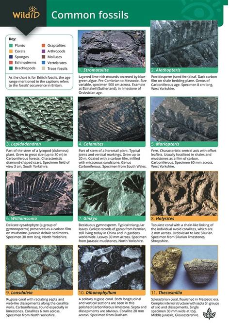 Common Fossils Wildid Uk Pellant Helen Pellant Chris