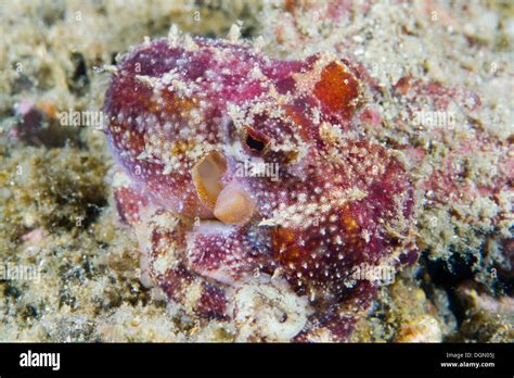 Poison Ocellate Octopus - Octopus mototi, camouflaged against the ...