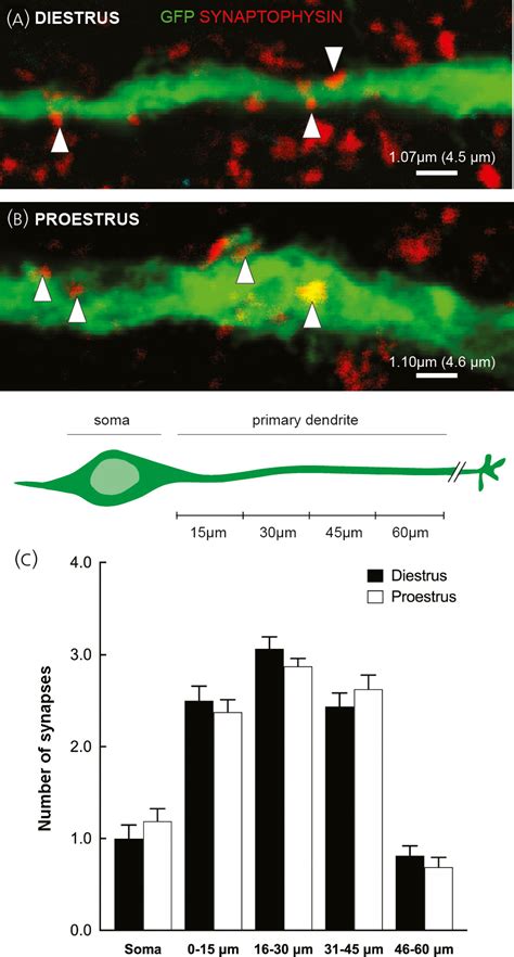 Morphological Assessment Of GABA And Glutamate Inputs To GnRH Neurons