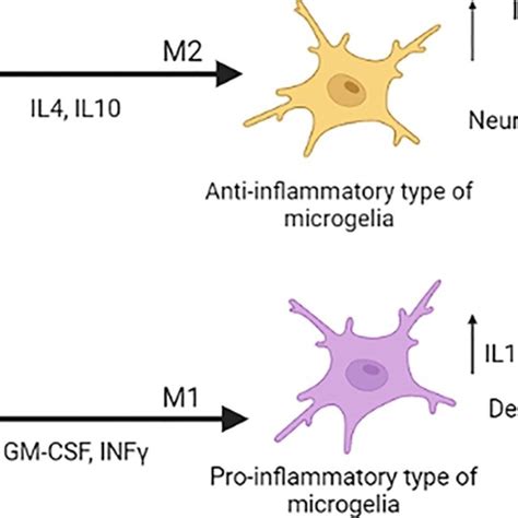 In The Acute Phase Of The Disease Microglia Transform To The Activated