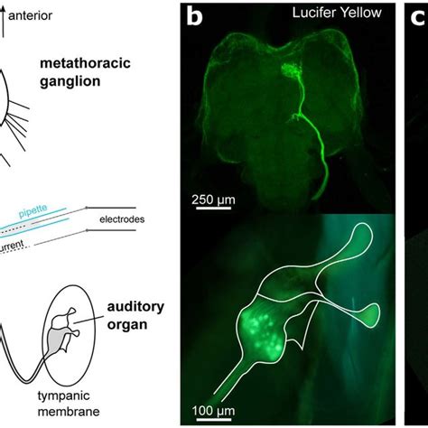 Neuroanatomical Imaging Of Tracers Delivered By Electrophoresis Across