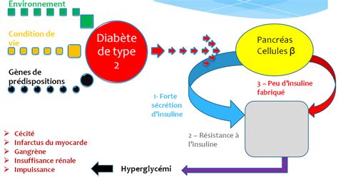 Conclusion Le Diabète De Type Ii