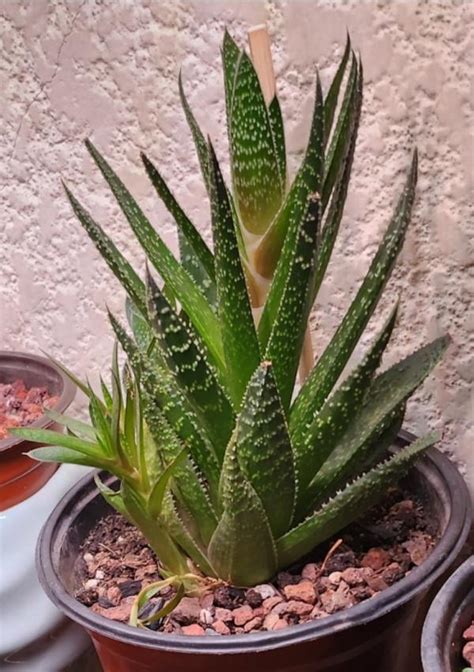 ALOE ARISTATA Cuidados Básicos Guía Práctica