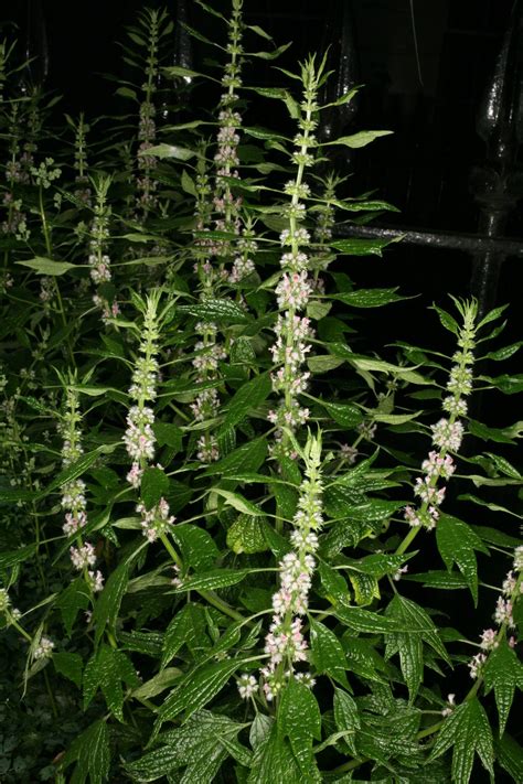 Leonurus cardiaca L. | Plants of the World Online | Kew Science