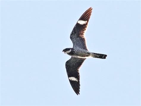 Common Nighthawk In Flight 02 20180619 Practicing In Fligh Flickr