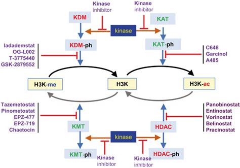 Cancers Free Full Text Targeting Histone Epigenetic Modifications