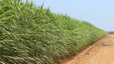 Brazil: Sugarcane - Grower Success Stories | Netafim