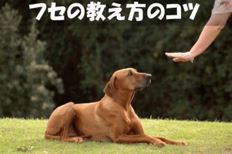 【お尻上げて伏せしない】ゼロからしつける犬の伏せの教え方 愛犬ファミリア