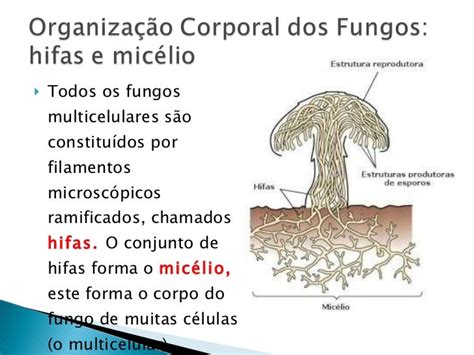 Aula Reino Fungi