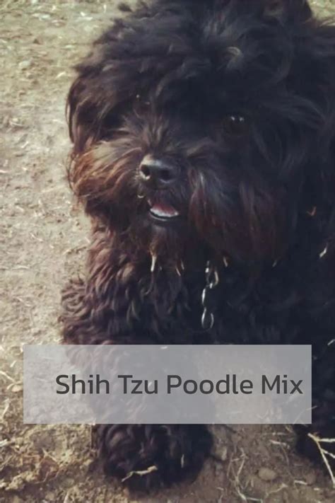 Shih Tzu Poodle Mix | Shih tzu poodle mix, Shih tzu poodle, Shih tzu