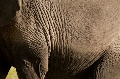 Premium Photo | Elephant skin