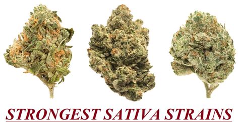 Top 10+ Strongest Sativa Strains Of 2022 - Don't Miss THIS