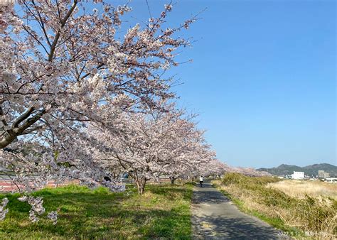 いわき市総合観光案内所 On Twitter 鹿島町を流れる矢田川沿いの鹿島千本桜。 今年は市街地より開花が遅れましたが、週末の春の陽気に