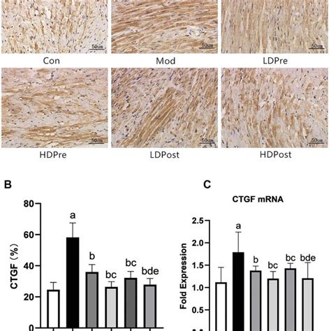 Ctgf Expression In The Mouse Heart A Immunohistochemistry Was