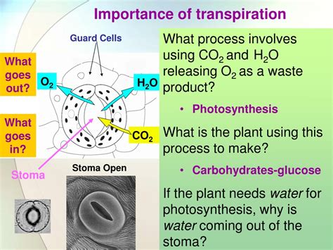 Ppt Transpiration Powerpoint Presentation Free Download Id9503747