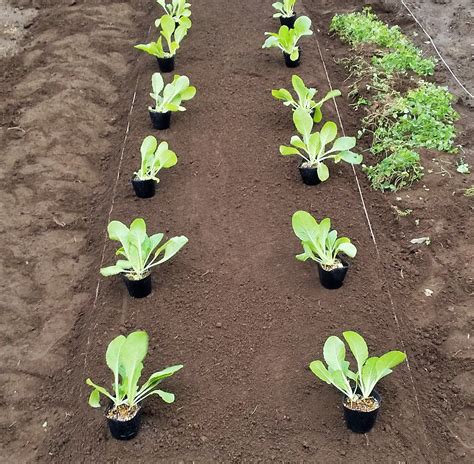 白菜の苗 植え付けしました！ マミーの野菜ダイアリー