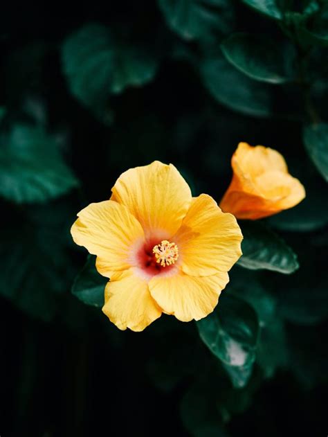 Hibiscus Cultivation In India Beauty Medicinal Wonders And Cultural