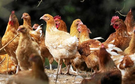 Grippe aviaire dans le Morbihan 14 communes concernées par des