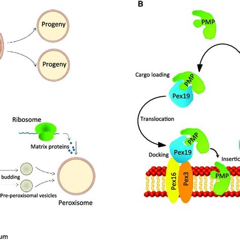 Structure And Functions Of Peroxisomes Download Scientific Diagram