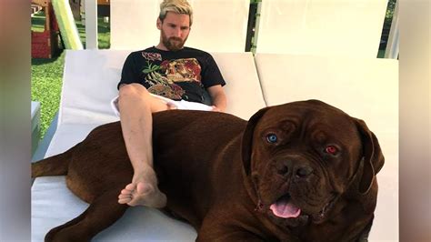 Famous Footballers And Their Dogs ★ 2018 Youtube