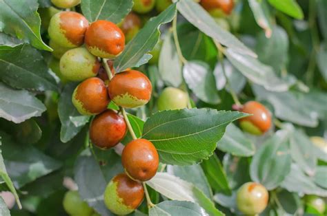 Quels Sont Les Bienfaits Des Feuilles De Jujubier Pour La Sant