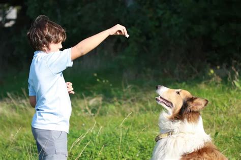 Adestramento positivo o que é e porque é tão eficiente Blog da Cobasi