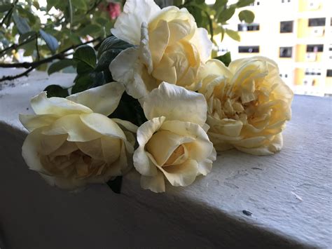 Pin by Sarah Fu on ROCH15(Chinese) | Garden, Rose, Plants