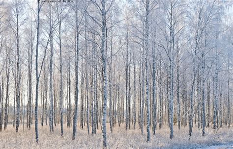 Kuva Koivuja Talvella Koivu Koivut Koivikko Koivumets Marraskuussa