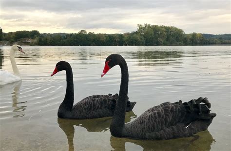 Qu Ils Sont Beaux Nature En Ville Cergy Pontoise