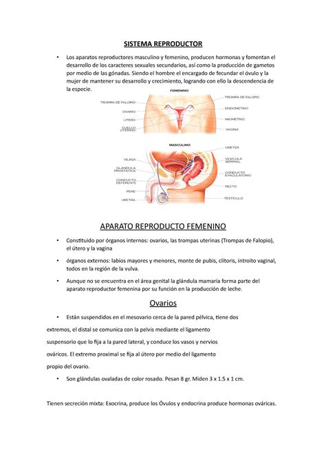 Aula Reproductor Sistema Reproductor Los Aparatos Reproductores