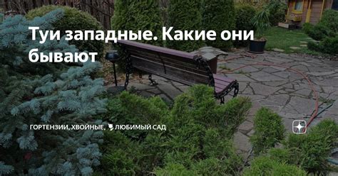 Туи западные. Какие они бывают | Гортензии, хвойные, 🌷любимый сад | Дзен