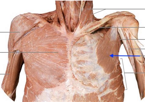 Superficial Muscles Of Thorax Flashcards Quizlet