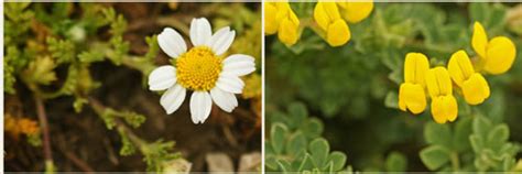 Quelle est cette fleur L identification des fleurs à la portée de