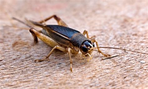 Do Crickets Bite Aaa Pest Control South Floridas Finest Pest